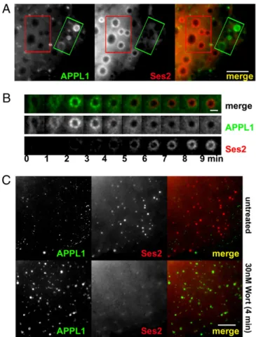 Fig. 6. APPL1 and Ses2 are localized at different sites along the endocytic pathway. (A) Wideﬁeld microscopy of a transfected Cos7 cell showing the  dif-ferent localization of GFP-APPL1 – positive and TagRFP-T-Ses2 – positive  sponta-neously occurring macr