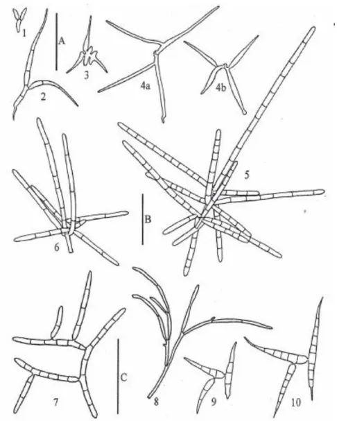 Figure 7 : Un exemple non-exhaustif des différentes formes de conidies d’hyphomycètes aquatiques