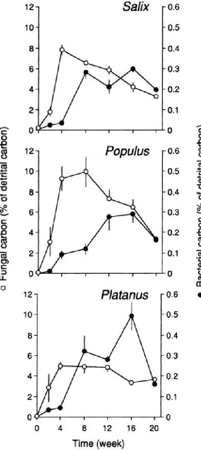 Figure 9 : Dynamique des biomasses fongiques et bactériennes associées à la litière en décomposition  (Garonne), d’après Baldy et al