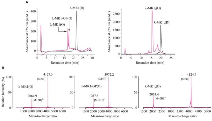 Figure 3 Oxidative refolding and identification of chemically synthetic λ -MK1 and λ -MK1 a