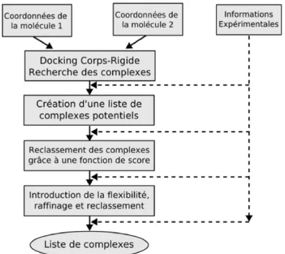 Fig. 1.10 – Les ´ etapes du Docking. Modifi´ e de Smith et Sternberg (2002)