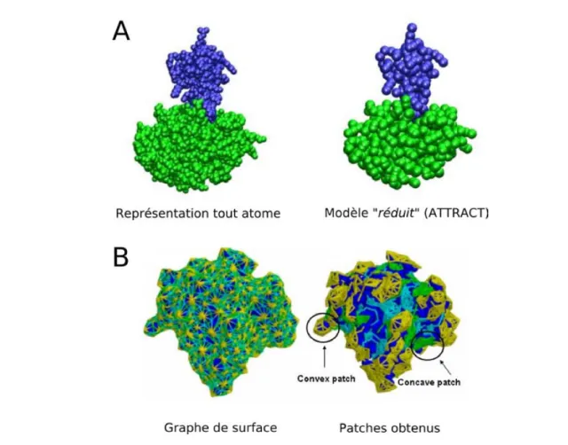Fig. 1.12 – A- Repr´ esentation du complexe trypsine-BPTI avec tous les atomes (` a gauche) et avec seulement les pseudos atomes (` a droite)