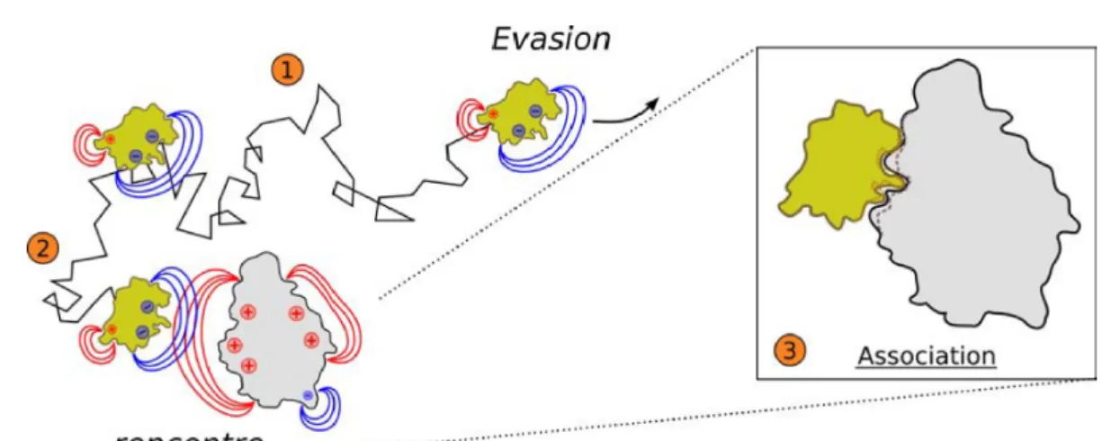 Fig. 2.1 – Deux prot´ eines partenaires diffusent al´ eatoirement. Si elles sont mal orient´ ees, elles ne se rencontreront pas (1)