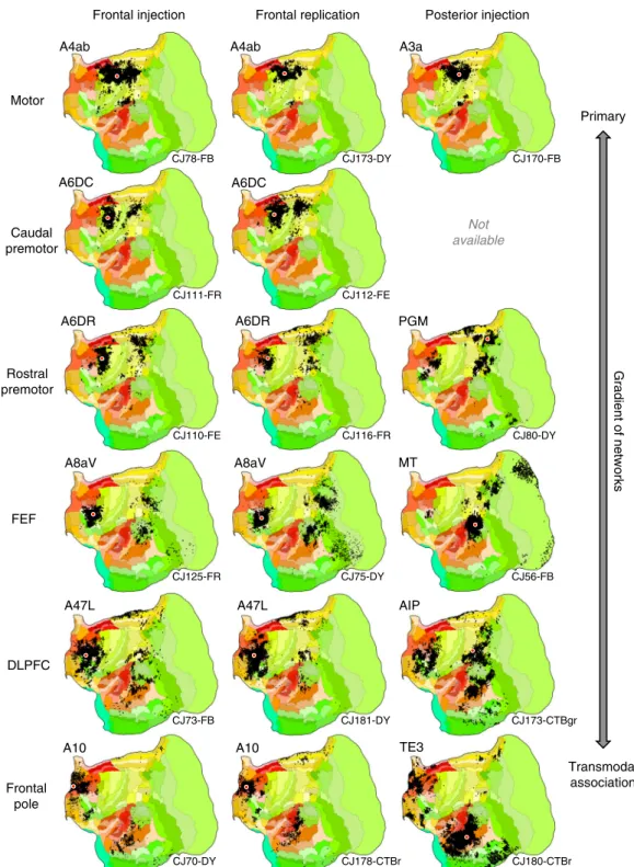 Fig. 2 Aggregate analysis of anatomical connectivity reveals a macroscale organization of networks