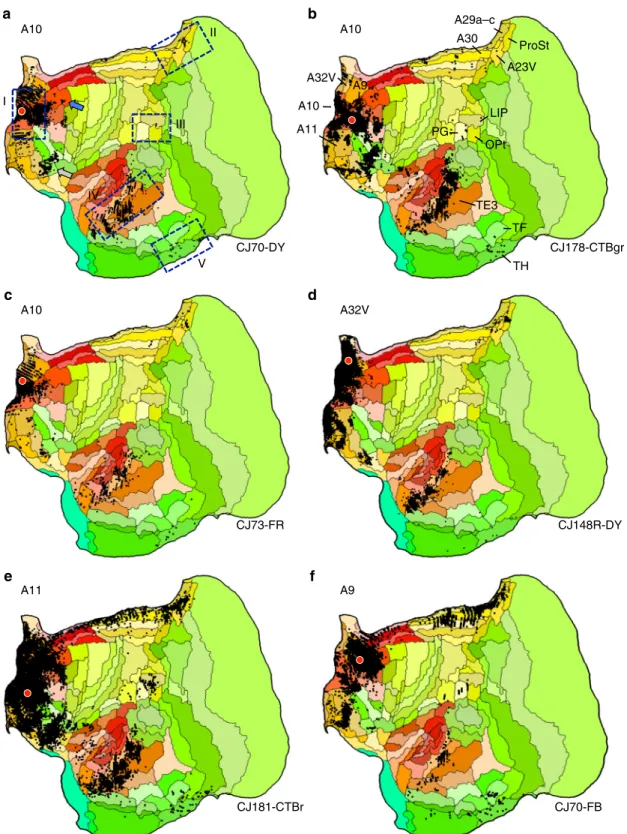 Figure 5 shows the results. The patterns are notable in that projections to A8b and, to a lesser extent, A8aD overlap or are adjacent to zones highlighted by the analyses of the A10-TE3 network including projections from posterior cingulate, temporalIIIIVV