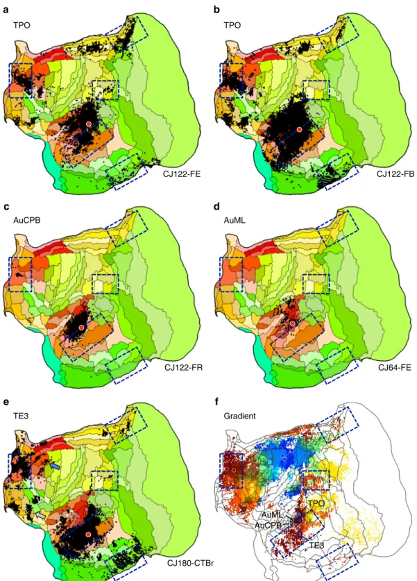 Fig. 4 Evidence for involvement of temporal association cortex in the apex transmodal network
