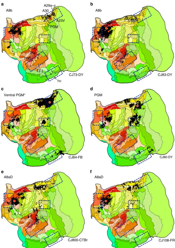 Fig. 5 Additional areas may be components or subdivisions of the apex transmodal network