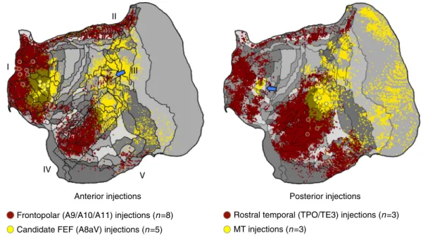 Fig. 6 The apex transmodal network is spatially distinct from a canonical distributed sensory-motor network