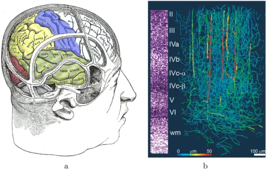 Figure II.2 a) Une représentation des différents lobes du cortex. b) Cette figure montre la densité relative des vaisseaux sanguins dans le cortex du primate