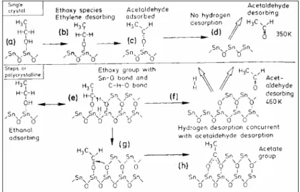 Figure 15 : Intermédiaires de réactions à la surface d'un film SnO 2  après adsorption d'ethanol (Kohl, 1997)