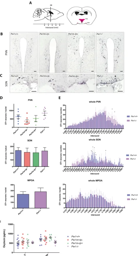 Fig 3. Pw1 deletion does not result in significant decrease in oxytocin production and release
