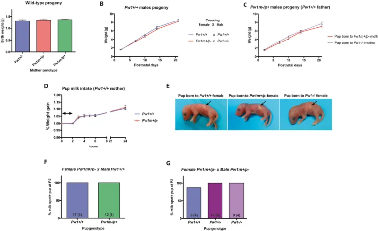 Fig 4. Lactation is not compromised in Pw1 mutant mice. A. Birth weight of Pw1 +/+ pups born to Pw1 +/+ , Pw1 m+/p- , or Pw1 m-/p+ mothers is unchanged (n = 7, 13, and 8 pups, respectively)