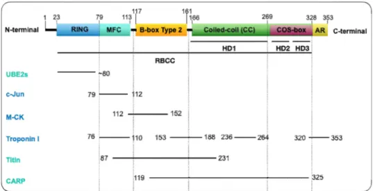 Figure 1. MuRF1 structure and known regions of interaction with some partners. MuRF1 structure is characterized by a RBCC (RING-B-box-coiled-coil) motif constituted by an N-terminal RING domain (23–79), a MuRF family specific motif (MFC) motif (79–113), a 