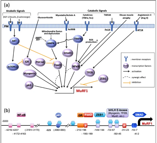 Figure 2. Transcriptional Regulation of MuRF1. (a) Pathways that control MuRF1 transcription