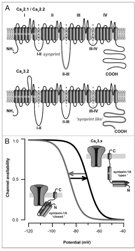 Figure 1. SNARE proteins modulate high- and low-voltage-gated calcium channels via distinct molecular determinants