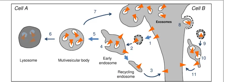 FIGURE 1 | Endosomal trafficking of transmembrane proteins (triangle). After endocytosis (1) the endocytic vesicle fuses to early endosomes (2)