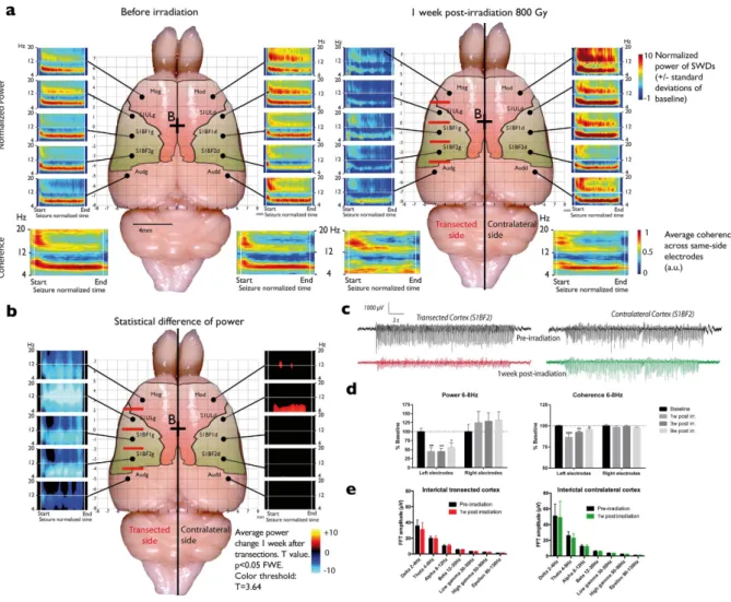 Figure 2.  Pre- and post-irradiation records and statistics of seizures, seizure power, coherence and  background signals