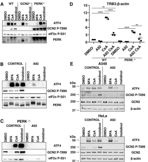 Figure 3. CsA mediated up-regulation of ATF4 requires the eIF2 a kinases GCN2 or PERK