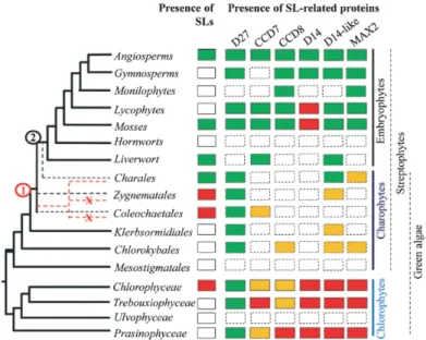 Figure 33. Proposition de schéma pour l’évolution des gènes liés aux strigolactones dans la  Lignée Verte 