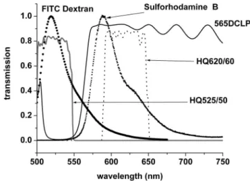Fig. 3 Fluorescence spectra of FITC-dextran and SRB and the trans- trans-mission curves of the interference filters used to select the  fluores-cence