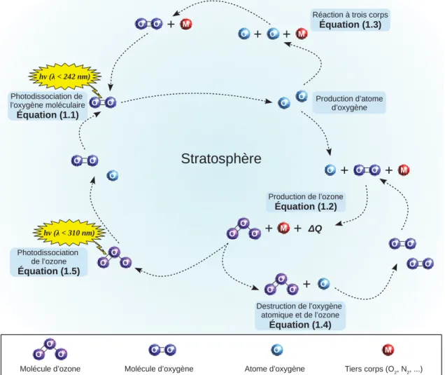 Figure 1.10: Schéma de l’équilibre naturel de production et destruction de l’ozone stratosphérique ne considérant que les espèces oxygénées.