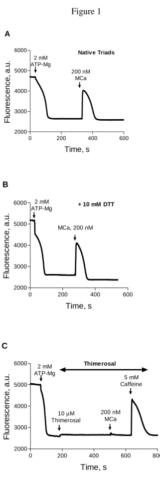 Figure 1  0 200 400 60020003000400050006000200 nMMCa2 mMATP-MgNative TriadsA Time, sFluorescence, a.u