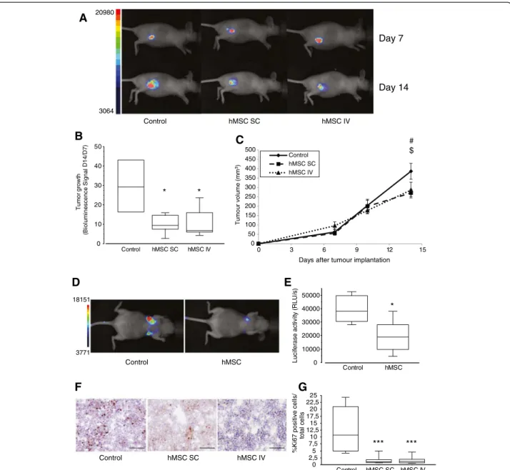 Figure 2 Effects of hMSCs on tumour growth. (A) Representative whole-body bioluminescence images of nude mice bearing SC tumours after injection with 10 6 TSA-pGL3 cells before hMSC treatment (day 7) and treated with hMSCs (5 × 10 5 cells; SC or IV injecti