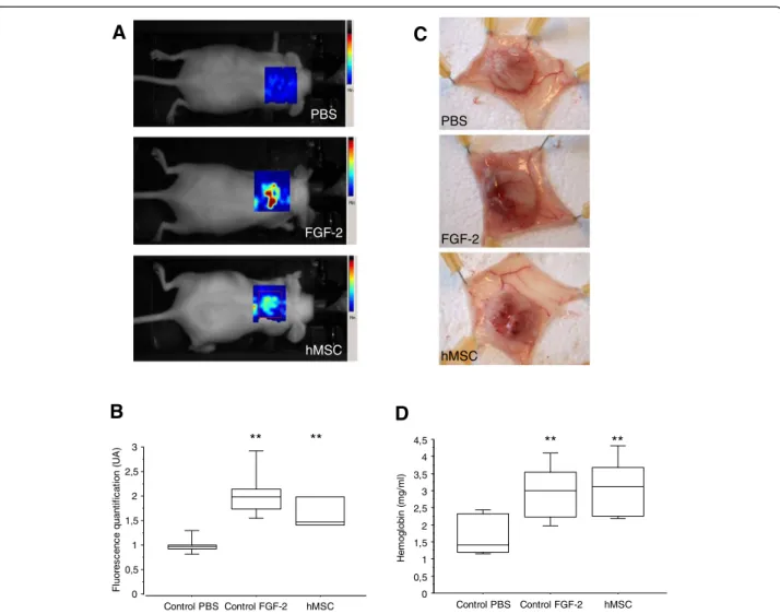 Figure 4 hMSCs promote angiogenesis in an in vivo sponge model. NMRI nude mice bearing a subcutaneous cellulose sponge treated with PBS (negative control) or FGF-2 (200 ng; positive control) or hMSCs (10 4 cells) under the dorsal skin