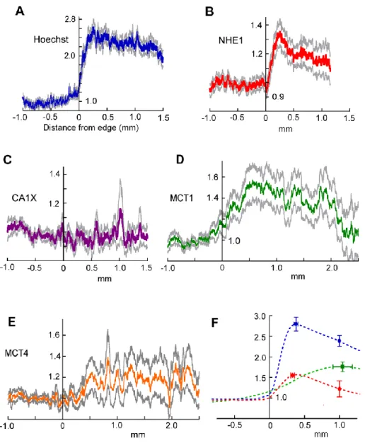 Figure 2. Organization of NHE1 and MCT1 in the tumor rim.  (A – E). Labeling  intensity (relative to outside the glioma) for Hoechst (average of 27 strips), NHE1 (22),  CAIX (22), MCT1 (18) and MCT4 (16)