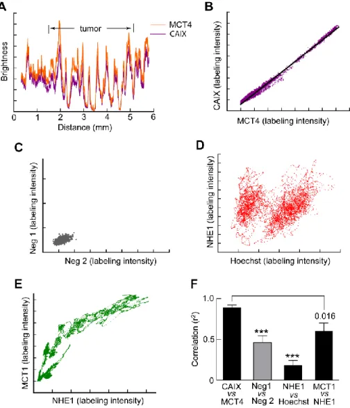 Figure 3. Profiles of CAIX and MCT4 are correlated. (A) Profiles of the intensities of labeling  of CAIX and MCT4 along a sample strip 0.3875 mm wide passing through extratumoral tissue  and a C6 glioma