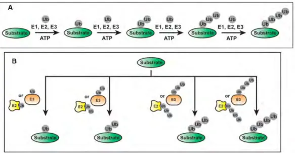 Figure  6 : Schematic representation of sequential addition mechanism of ubiquitin chain assembly