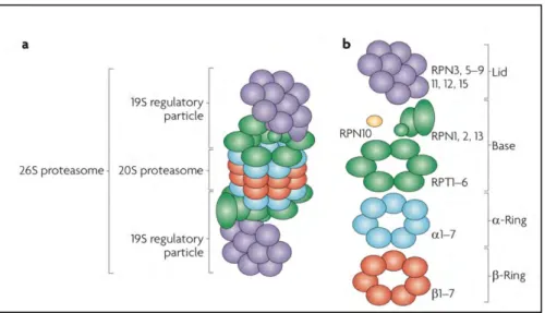Figure  7 : Schematic representation of the 26S proteasome. a. The 26S consists of the catalytic 20S proteasome (CP)  and the 19S regulatory particle (RP); b