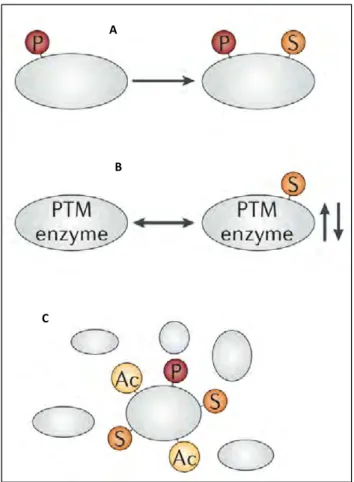Figure  21 : Crosstalk of PTMs such as phosphorylation, and acetylation. A. SUMOylation can be dependent on  phosphorylation (P) or acetylation; B