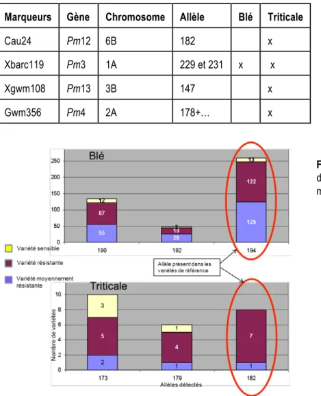 Tableau 2 : Marqueurs potentiellement liés à la résistance à l’oïdium   Marqueurs  Gène  Chromosome  Allèle  Blé  Triticale 