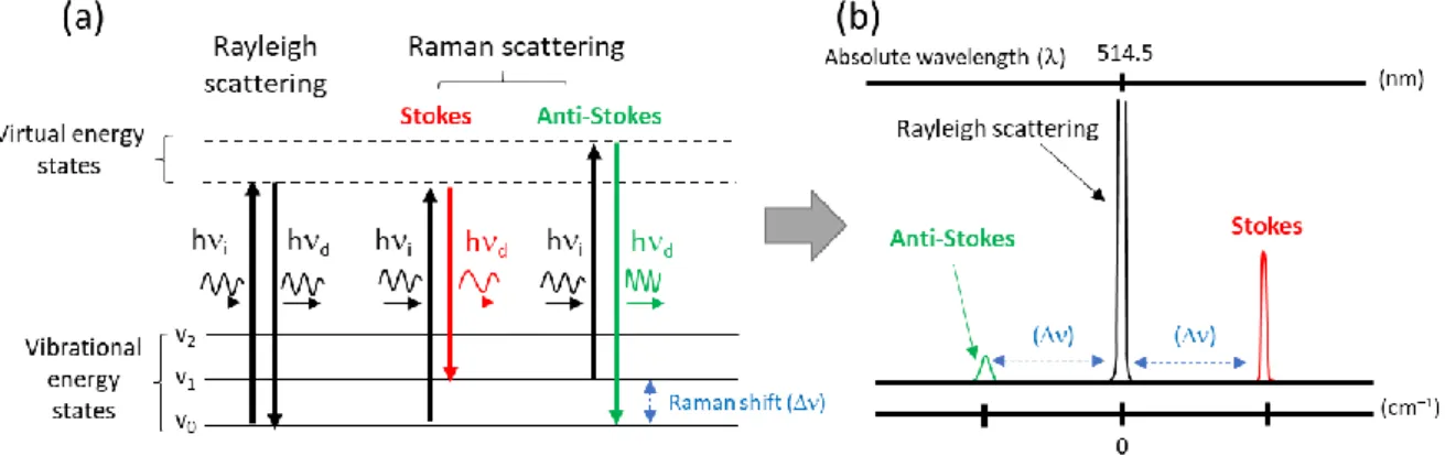 Figure 1-1: (a) Représentation des transitions énergétiques d’un mode de vibration de la molécule  induites par l’interaction photon-matière, et des différents phénomènes de diffusion