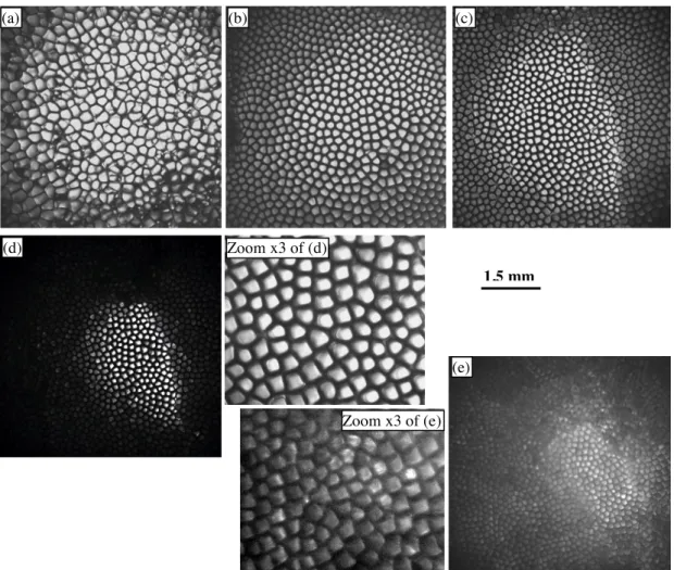 Fig. 1: Examples of interface microstructure after ~ 40 mm of growth for different pulling rates  (a) V P  = 0.5 µm/s  (b) V P  = 2 µm/s  (c) V P  = 4 µm/s  (d) V P  = 8 µm/s  (e) V P  = 12 µm/s  (SCN – 0.24 wt% camphor ; G = 19 K/cm)(a)  (e) (d)  (c) (b) 