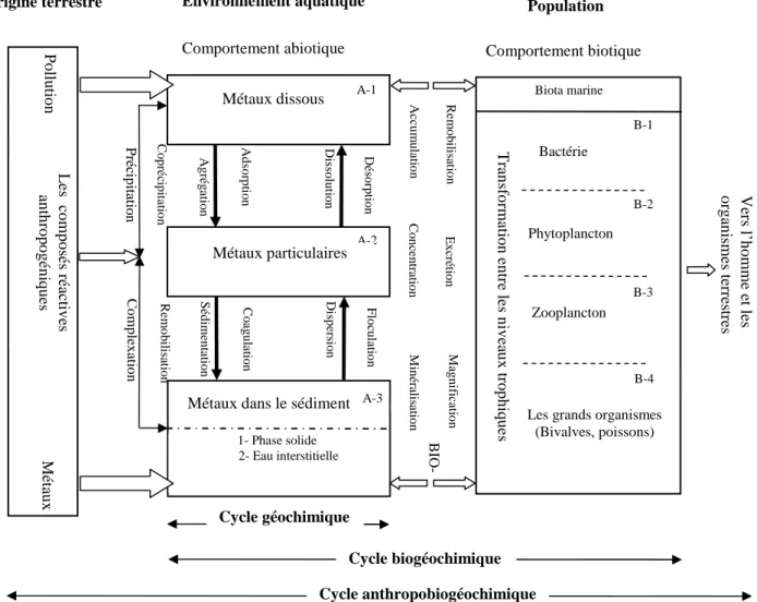 Figure 8. Cycle des éléments traces métalliques dans les milieux aquatiques (Branica,  1990) 