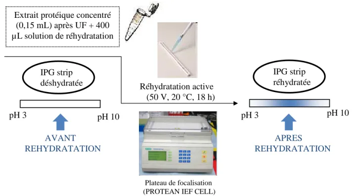 Figure 16. Protocole expérimental de la réhydratation active Extrait protéique concentré 