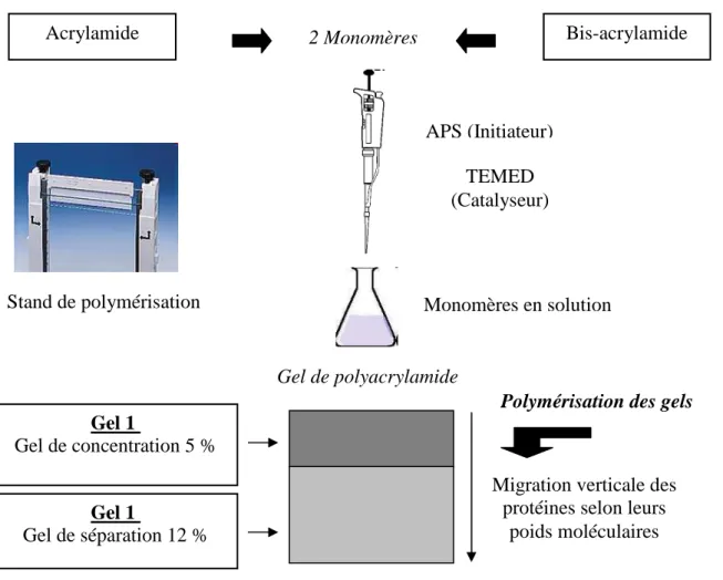 Figure  18.  Protocole  de  préparation  des  gels  discontinus  de  polyacrylamide  utilisés  pour  la  séparation verticale des protéines 