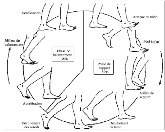 Figure 16.  Les huit périodes principales composant le cycle de la marche humaine  Jambe gauche 1 cycle complet de marche  