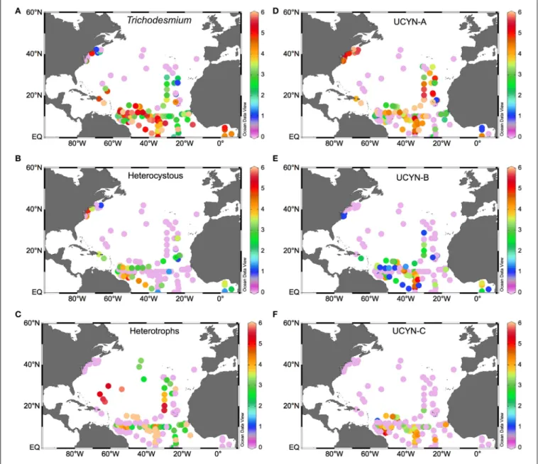 FIGURE 3 | Surface distribution of diazotroph phylotypes in the NA (as log 10 nifH copies L −1 )