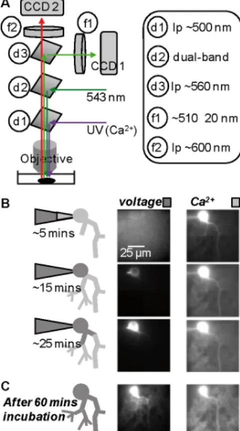 Figure 1. Microscope configuration and protocol of cell staining. (A) UV light beam from the epifluorescence port is reflected  to  the  objective  via  a  ~500  nm  dichroic  mirror  (d1)