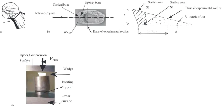 Fig. 1. (a) Obtaining a wedge; (b) wedge viewed from above; (c) diagram of a wedge, viewed in section; (d) compressive test.