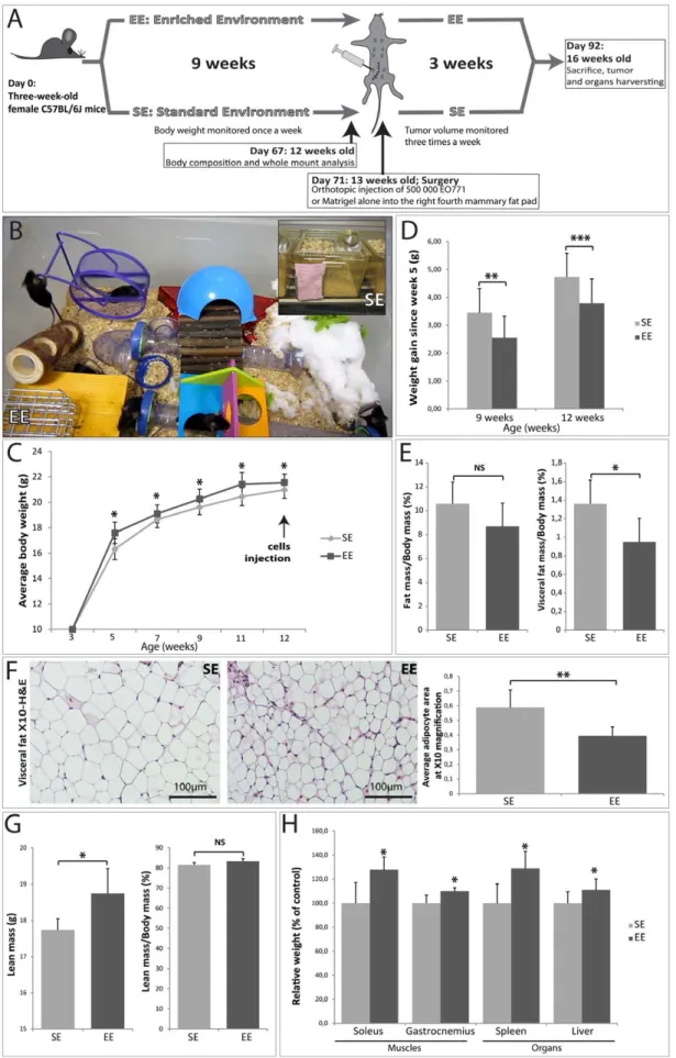 Figure 1. Effect of 9 weeks of SE and EE housing on body weight and body composition. (A) Schematic diagram illustrating the experimental protocol