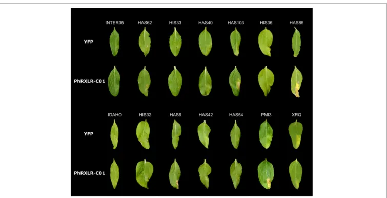 FIGURE 1 | Recognition of Plasmopara halstedii PhRXLR-C01 effector in resistant sunflower genotypes by HR-like responses