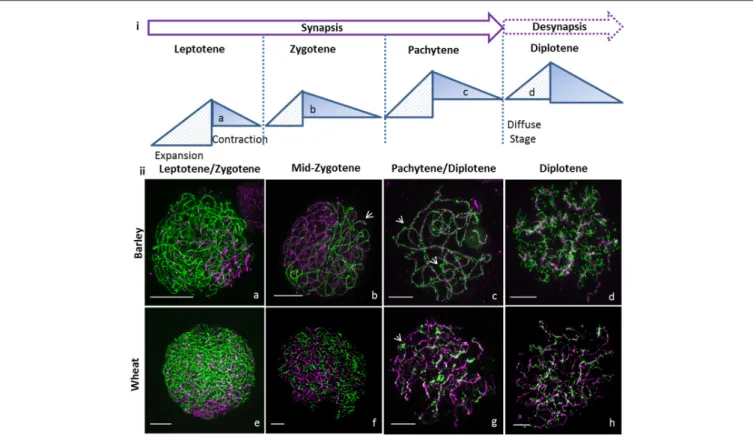 FIGURE 1 | Super resolution microscopy of synapsis in large genome cereals. (i) Cartoon of cycle of chromatin expansion and contraction as described in Kleckner et al