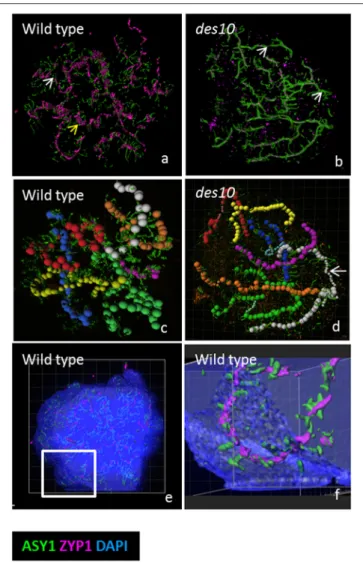 FIGURE 2 | Modeling of the tinsel structure in wt and des10. Modeling the tinsel structure in wt (a) and des10 (b) by creating “surfaces” for ASY1 and ZYP1 using Imaris surface tool (a,b)