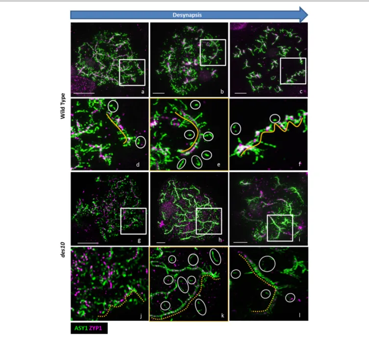 FIGURE 3 | ASY1 re-organization during desynapsis. De-synapsis was monitored with 3D-SIM using ASY1 (green) and ZYP1 (magenta) in barley wild type (a–f) and des10 (g–l)