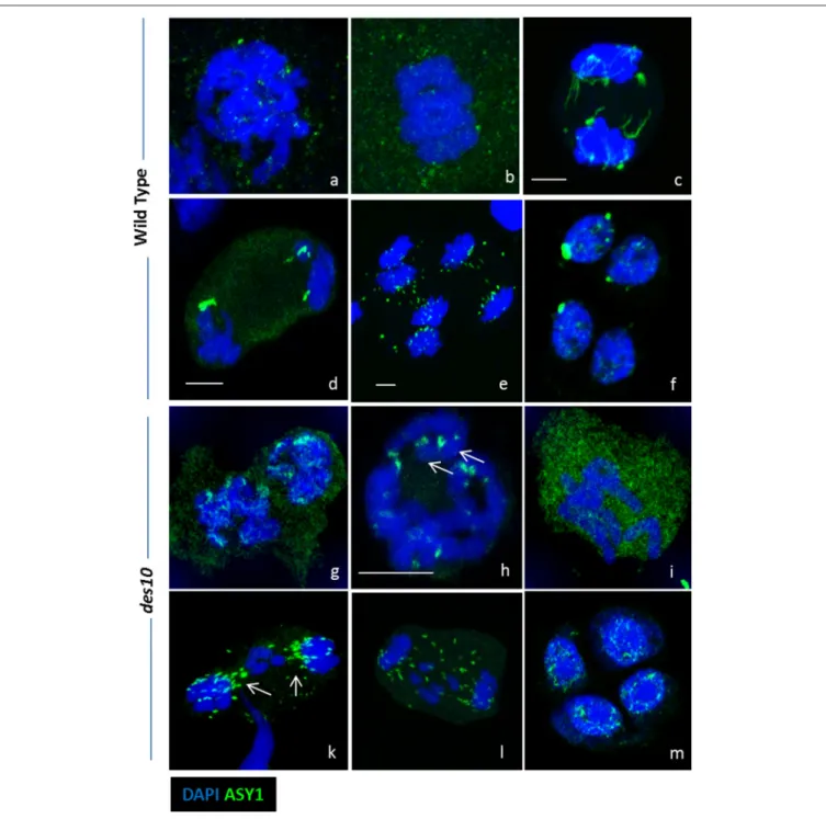 FIGURE 4 | ASY1 re-organization during desynapsis and chromosome segregation. Strong ASY1 signal are detected after prophase I during chromosome segregation in both wild type (a–f) and des10 (g–m)