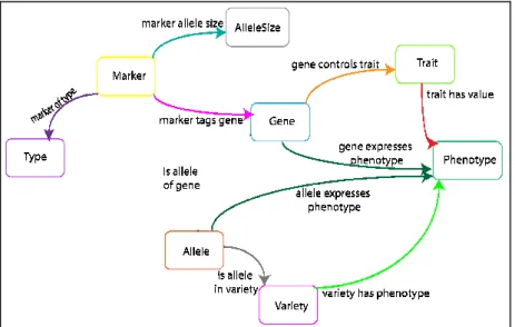 Fig. 1. a. Binary relations of the knowledge model for wheat MAS. 